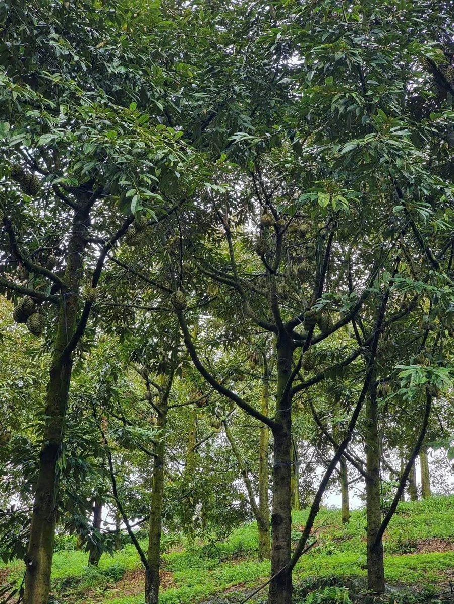 Bán vườn sầu riêng 2ha Tân Phú Đồng Nai, 2,3 tỷ - Ảnh thu nhỏ 3