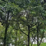 Bán vườn sầu riêng 2ha Tân Phú Đồng Nai, 2,3 tỷ - Ảnh thu nhỏ 3