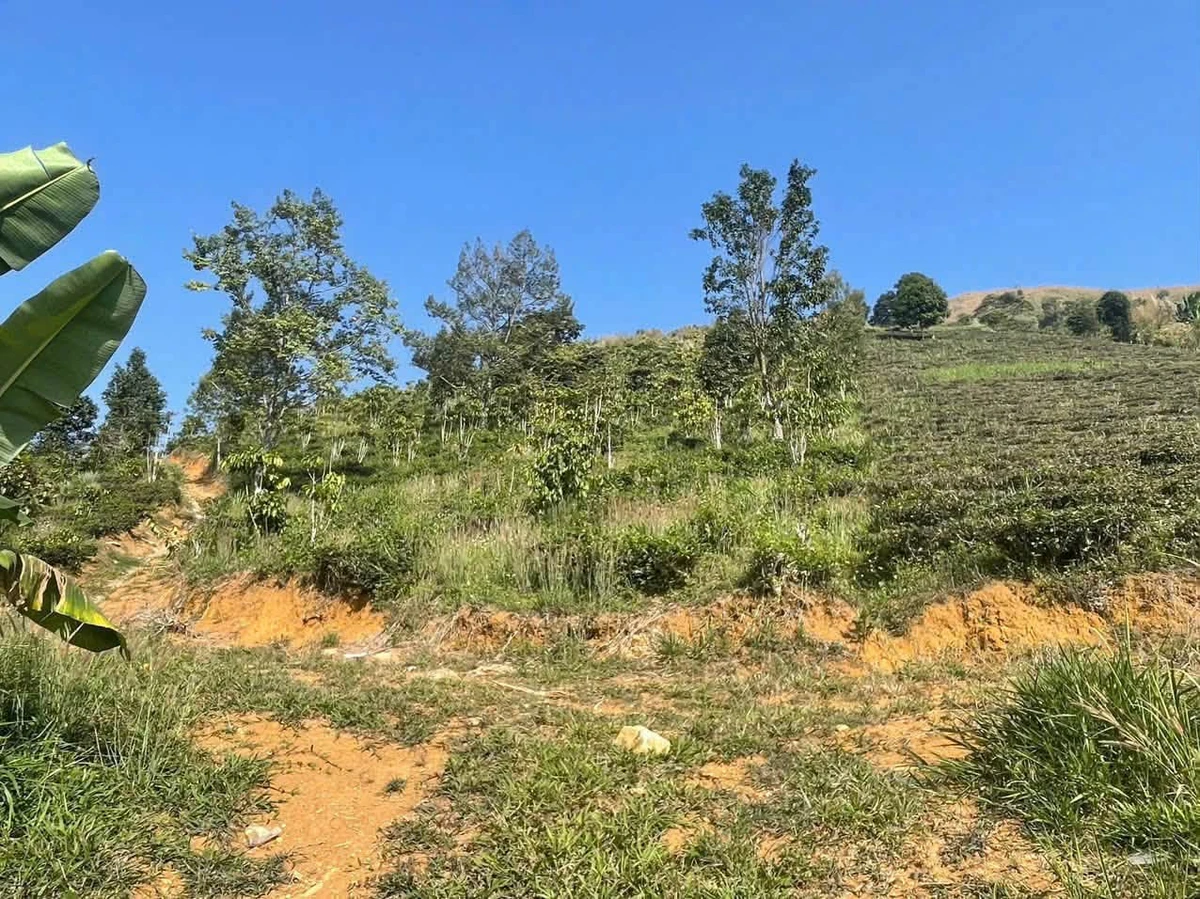 Bán đất trồng cà phê chè 6300m2, giá 1,32 tỷ - Ảnh thu nhỏ 4