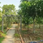 Bán nhà vườn An Điền 1.411m2, giá 4,5 tỷ - Ảnh thu nhỏ 5