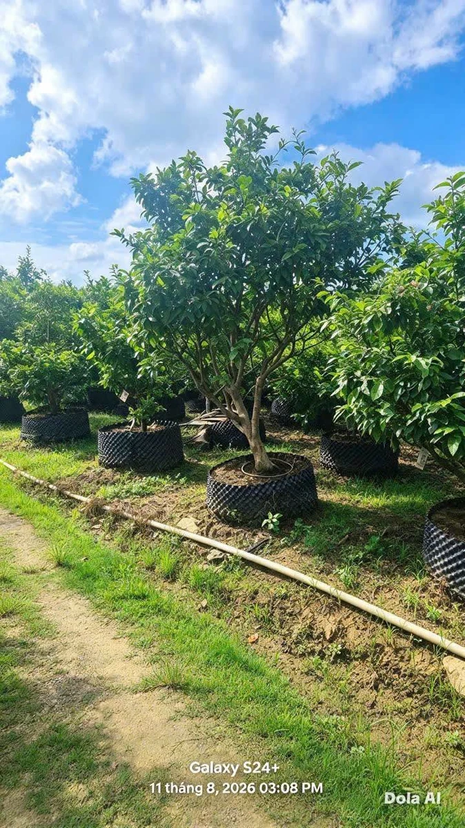 Bán vườn mai gần 2ha đất ONT, có ao cá, cây ăn trái tại Tân Triều, Đồng Nai - Ảnh thu nhỏ 5