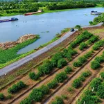 Bán đất vườn 500m² view sông Vàm Cỏ Đông, xã Thạnh Hòa (Thạnh Lợi), Tây Ninh, giá 999 triệu/lô - Ảnh thu nhỏ 2
