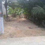 Bán đất vườn dừa 1160m² Phú Tân, Củ Chi - Ảnh thu nhỏ 3