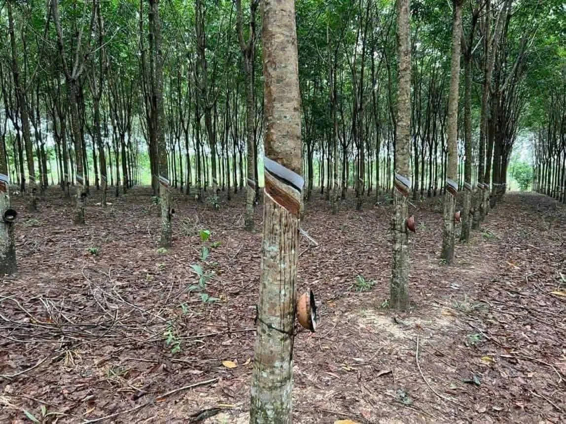 Bán đất cao su 1,4 ha mặt tiền 140m Định Thành - Ảnh thu nhỏ 2