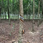 Bán đất cao su 1,4 ha mặt tiền 140m Định Thành - Ảnh thu nhỏ 2