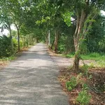 Bán đất vườn 2 công giá 5 tỷ Bình Chánh - Ảnh thu nhỏ 1