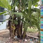 Bán lô góc đất Hòa Lợi 378m² giá 3 tỷ gần Chợ Nhật Huy - Ảnh thu nhỏ 3