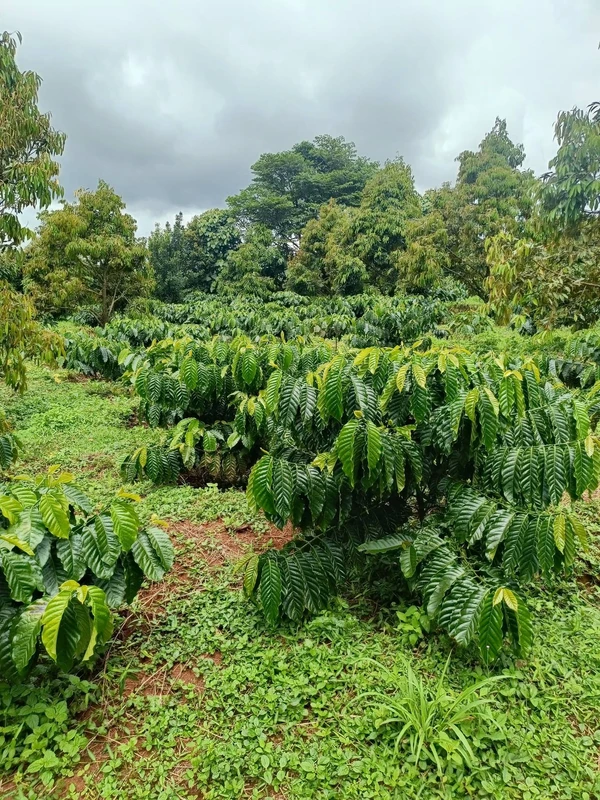 Bán đất nông nghiệp 1,8 ha Đắk Nông