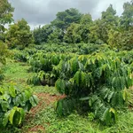 Bán đất nông nghiệp 1,8 ha Đắk Nông - Ảnh thu nhỏ 1