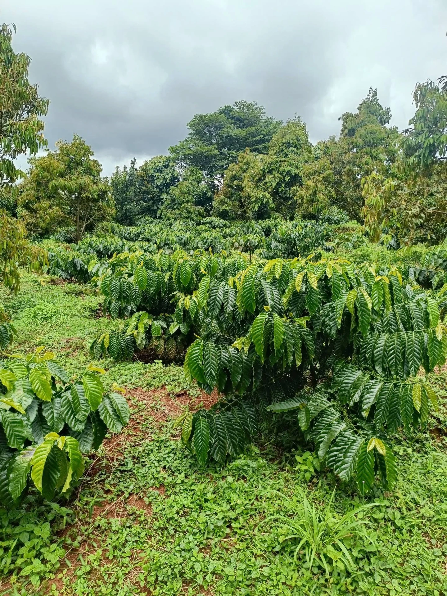 Bán đất nông nghiệp 1,8 ha Đắk Nông - Ảnh 1