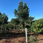 Bán đất vườn, sẵn thổ cư tại Mê Linh ngoại ô Đà Lạt - Ảnh thu nhỏ 5