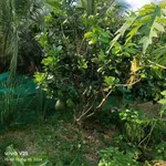 Bán đất vườn 2,4 công 80x40m Xã Quới Sơn - Ảnh thu nhỏ 1