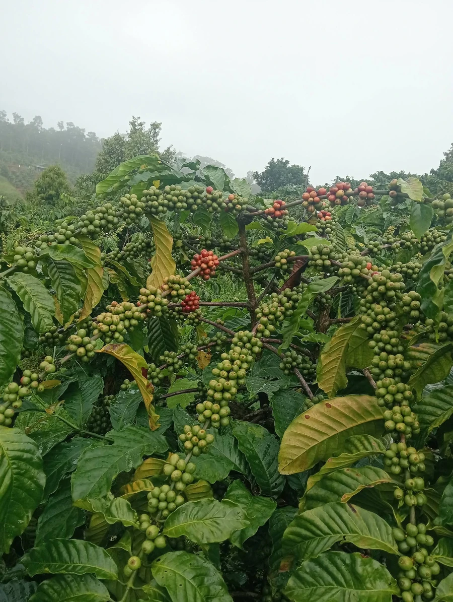 Bán đất 1ha café kinh doanh Tuy Đức Đắk Nông - Ảnh thu nhỏ 2