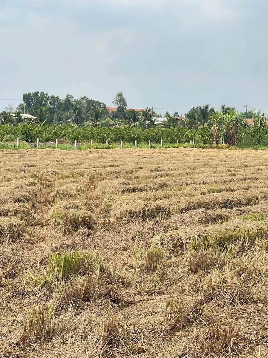 Bán đất vườn 1000 m² xã Tân Thành Hóc Môn - Ảnh thu nhỏ 2