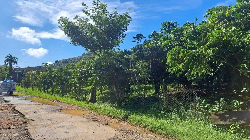 Bán 1,8ha vườn cà phê Bảo Lộc có trại heo
