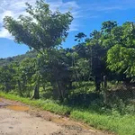 Bán 1,8ha vườn cà phê Bảo Lộc có trại heo - Ảnh thu nhỏ 1