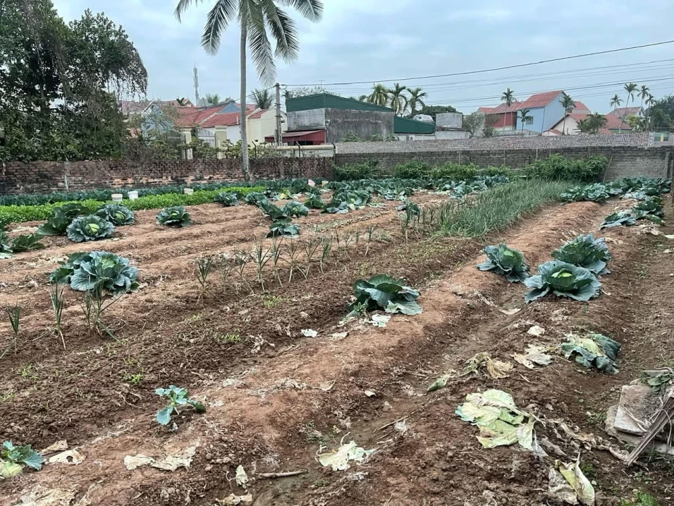 Đất có sổ đỏ đang sử dụng trồng hoa màu - Ảnh thu nhỏ 3