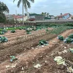 Đất có sổ đỏ đang sử dụng trồng hoa màu - Ảnh thu nhỏ 3