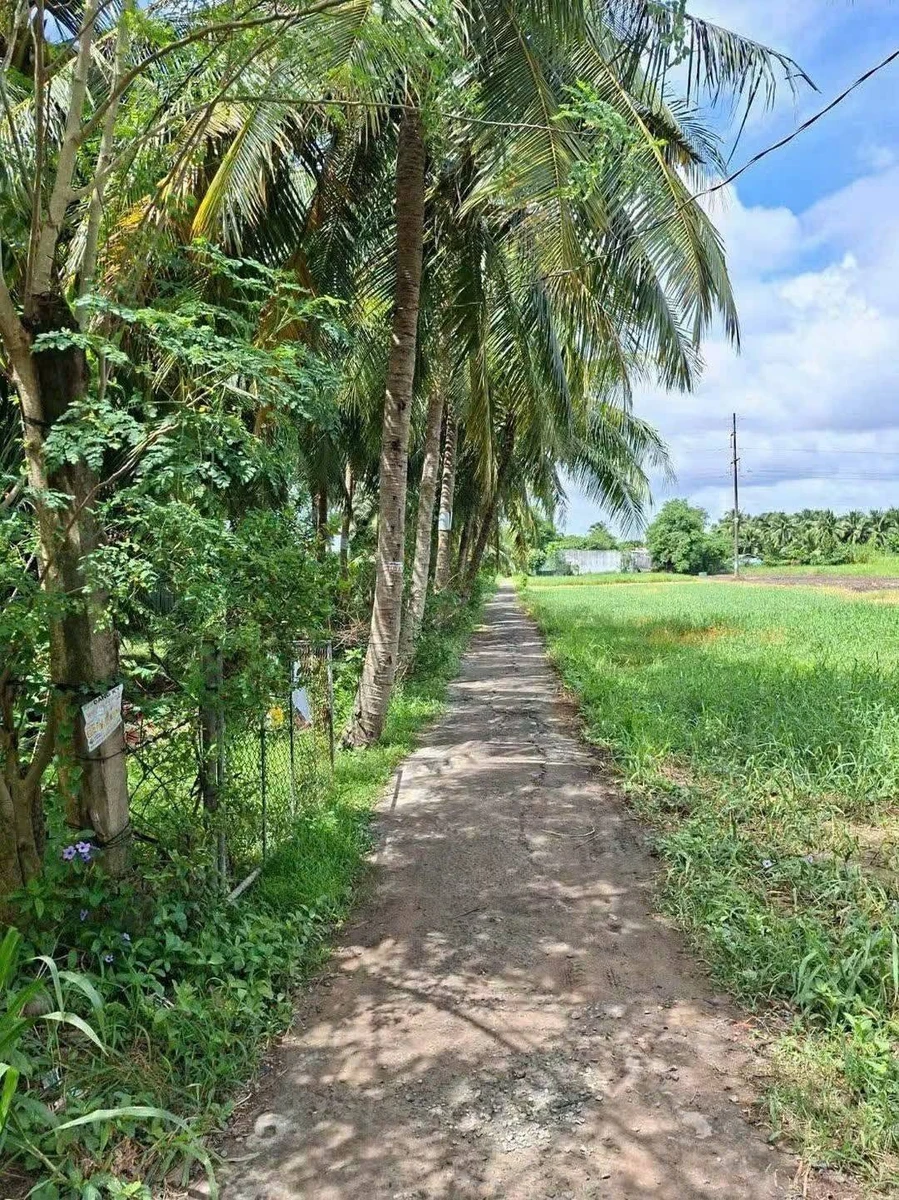 Bán nền đất 168.9m² Phường Phú Tân, Bến Tre - 500 triệu - Ảnh thu nhỏ 4