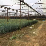 Bán đất 4000m² Hồ Than Thở, Đà Lạt 26,9 tỷ - Ảnh thu nhỏ 2