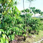 Bán đất 5000m² có nhà kho tại Bảo Lộc, giá 6 tỷ 5 - Ảnh thu nhỏ 4