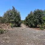Bán 3000m² đất vườn sầu riêng Bàu Hàn Đồng Nai - Ảnh thu nhỏ 4