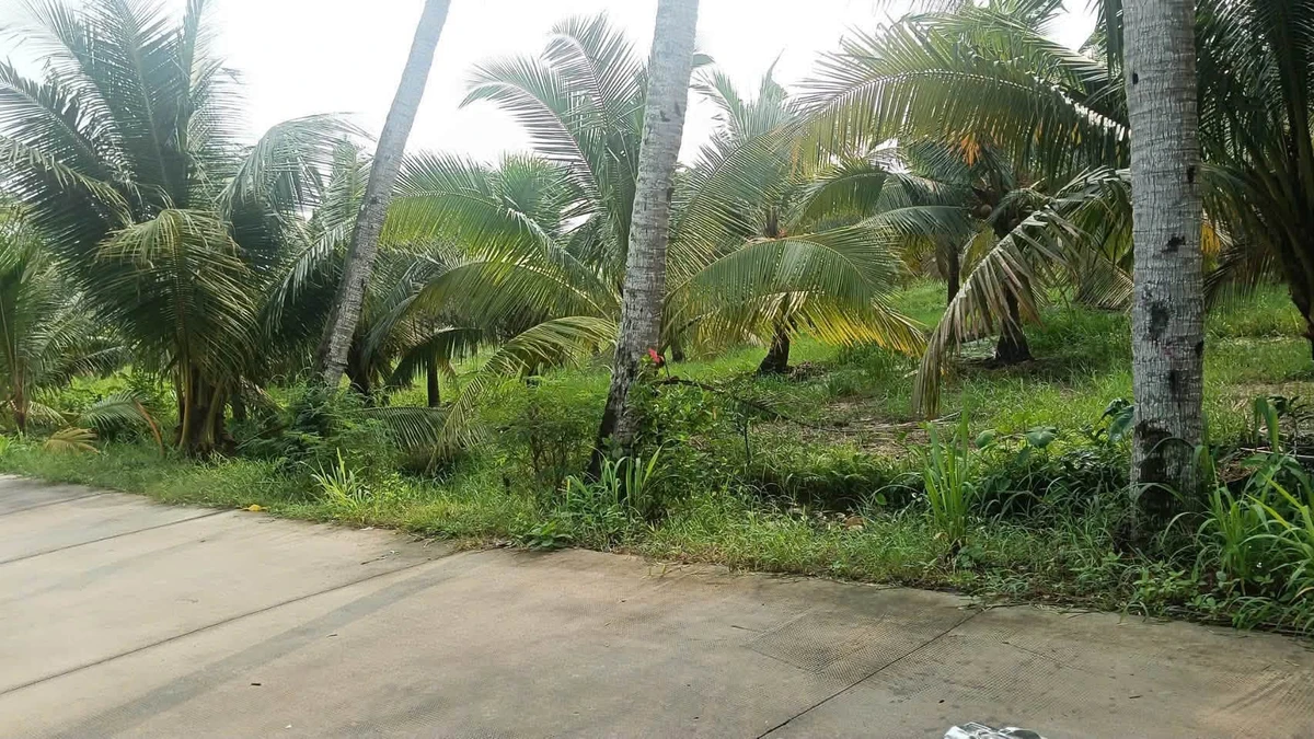 Bán đất vườn dừa 1090m² Xã Tân Thanh, Bến Tre - Ảnh thu nhỏ 2