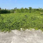 Bán đất vườn 420 m² Hiệp Thạnh Long An - Ảnh thu nhỏ 2
