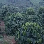 Bán đất 1ha ao hồ Tuy Đức Lâm Đồng 1 tỷ 300 triệu - Ảnh thu nhỏ 3