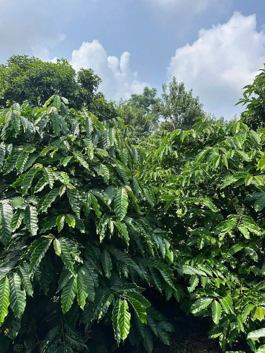 Bán đất 1,8 héc-ta sổ sách đầy đủ 3 tỷ 6 Nhà Bè - Ảnh thu nhỏ 2