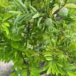 Bán đất vườn 1,2 mẫu (7,6 sào) 1 tỷ 4 Bình Chánh - Ảnh thu nhỏ 1