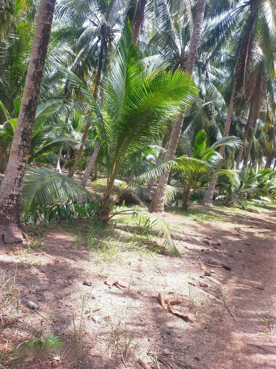 Bán đất Vườn dừa 3,337 m² Nhơn Thạnh Bến Tre - Ảnh thu nhỏ 2