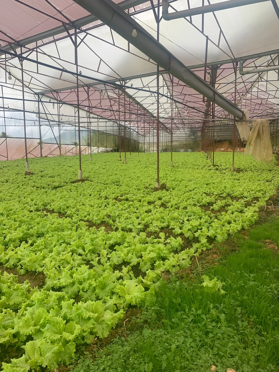 Bán đất 8000m² nhà kính Phường 7, Nhà Bè 8 tỷ - Ảnh thu nhỏ 4