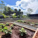 Bán nhà vườn 12×31m đường 19/5, Đắk Lắk, 1 tỷ 350 - Ảnh thu nhỏ 4