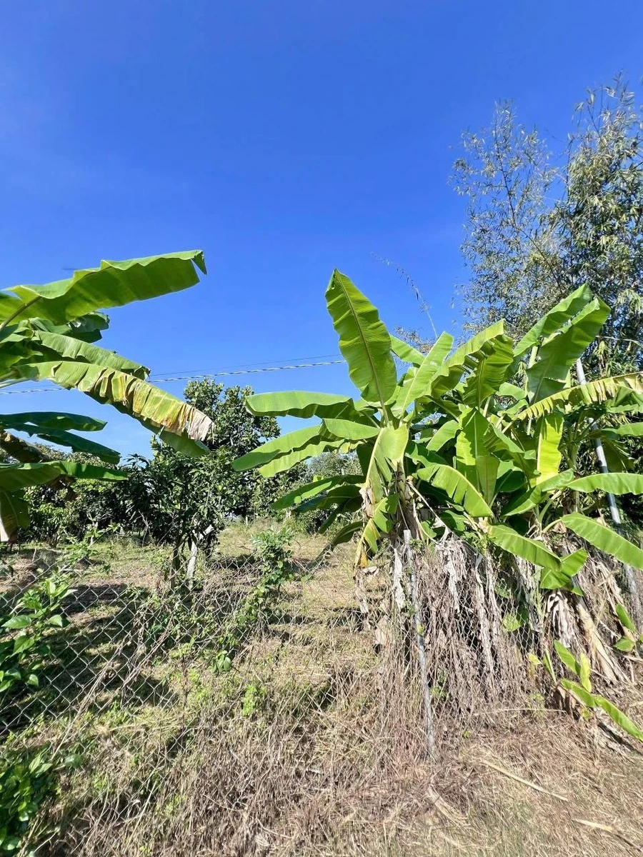 Bán đất view ruộng 500m² giá 750 triệu Long Khánh - Ảnh 1
