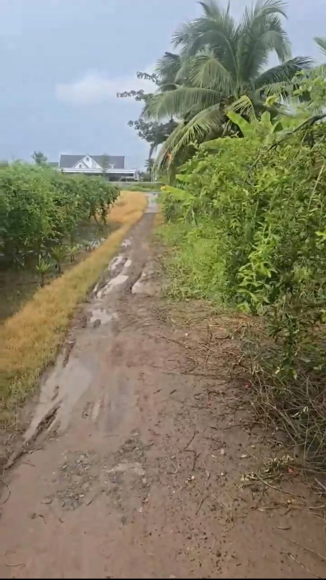 Bán 300m đất Sơn Đông Nhà Bè, giá 499 triệu - Ảnh 1
