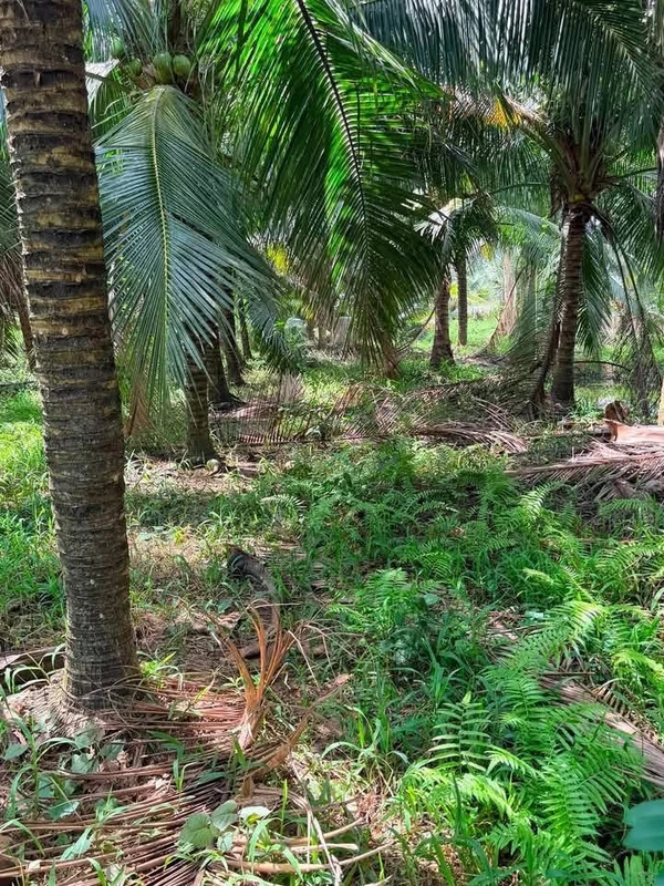 Bán đất vườn dừa 10.000m2 Mỹ Chánh Bến Tre 290 tỷ