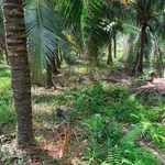 Bán đất vườn dừa 10.000m2 Mỹ Chánh Bến Tre 290 tỷ - Ảnh thu nhỏ 1