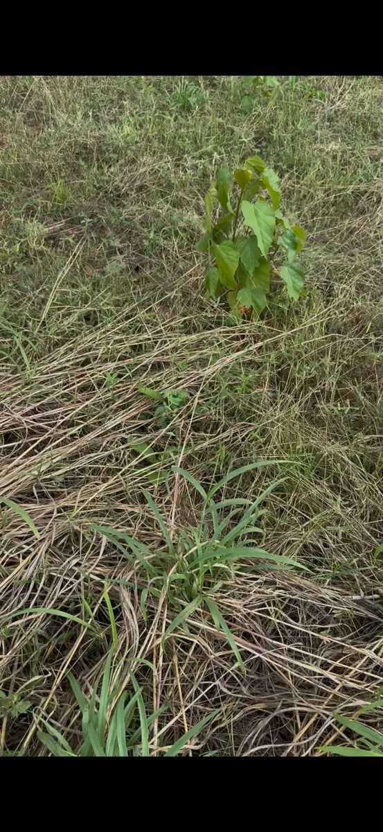 Bán 7,5 ha đất nông nghiệp Ea Súp, Đắk Lắk - Ảnh thu nhỏ 2