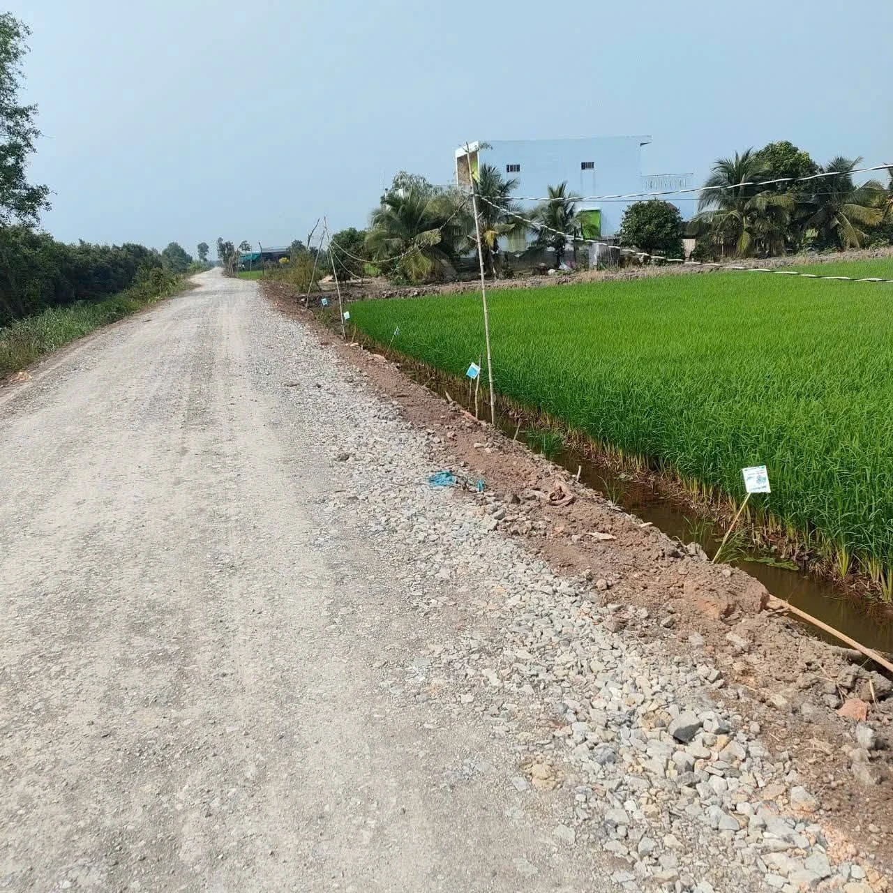 Bán đất lúa 9394m² Tân Thành, Long An - Ảnh 1