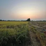 Bán 4 công đất lúa tại Phường Tân An, Long An - Ảnh thu nhỏ 3