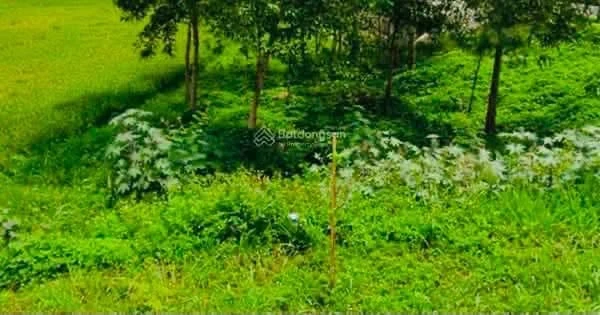 Bán đất vườn Đắc Lộc 3.800m² 470k/m² Cần Giờ - Ảnh 1