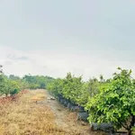 Bán vườn mai gần 2ha đất ONT, có ao cá, cây ăn trái tại Tân Triều, Đồng Nai - Ảnh thu nhỏ 3