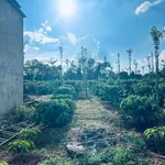 Bán 1,4 ha rẫy cà phê Đắk Lắk gần Hồ Ea Nhái - Ảnh thu nhỏ 2