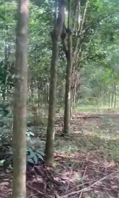 Bán đất 1 ha cao su Tân Hưng, Bình Dương, giá 2 tỷ 2