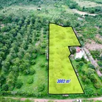 Vườn vải full siêu đẹp chỉ 6xxtr - Ảnh thu nhỏ 1