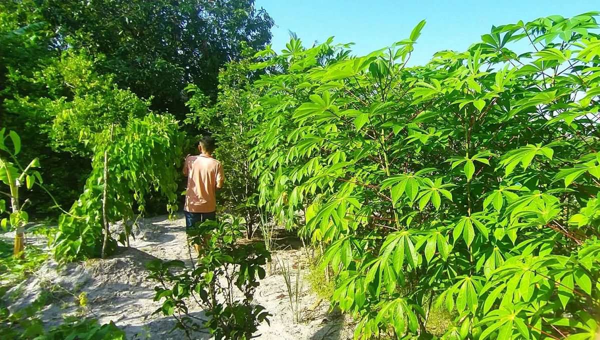 Bán đất 4 sào Bình Tân 1,5 tỷ - Ảnh 1