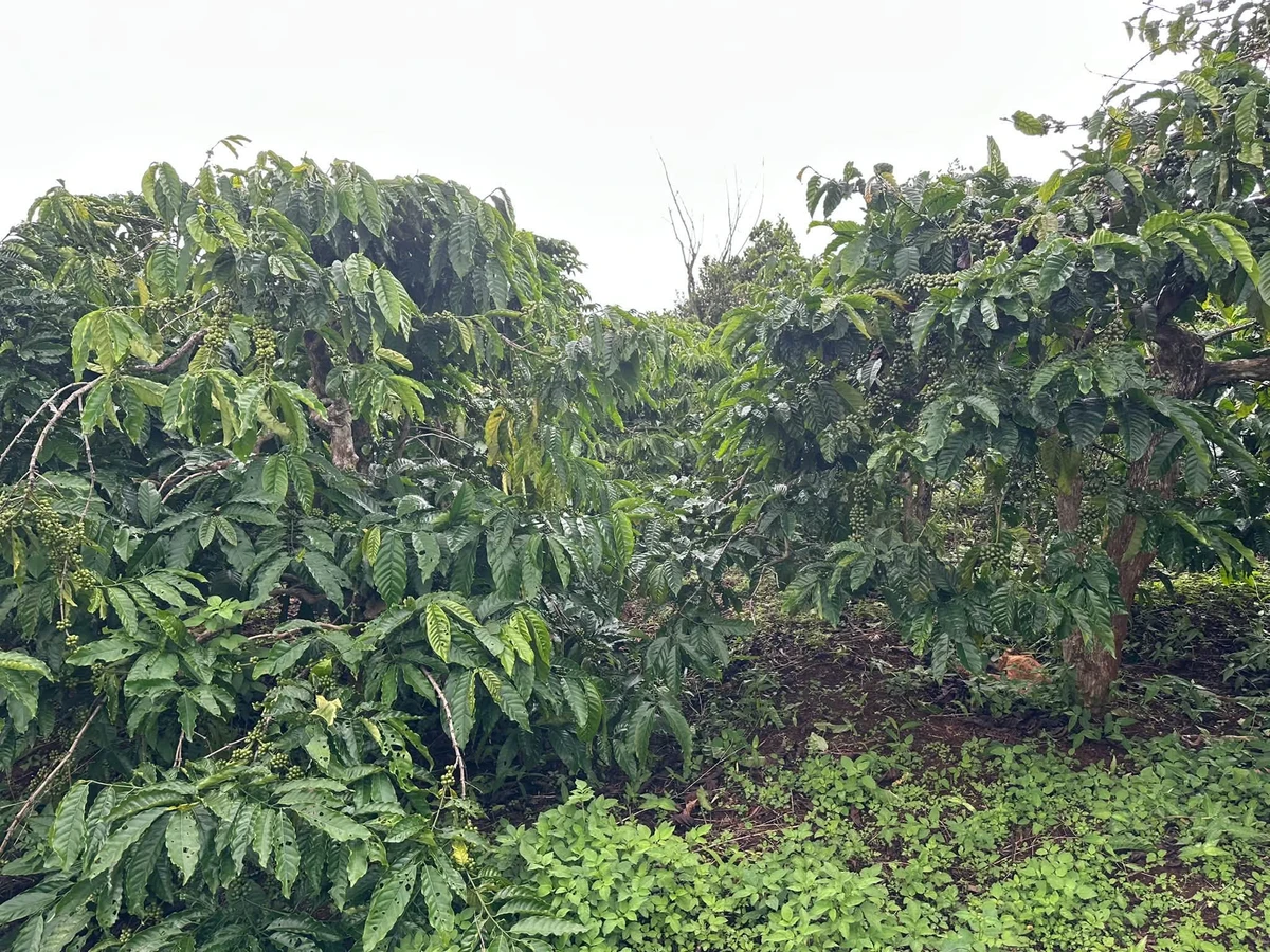 Bán đất 1,3 ha giá 2,3 tỷ tại thôn Linh Nham, Xã Mang Yang, Gia Lai - Ảnh thu nhỏ 2