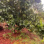 Bán đất Thị trấn Đất 1800m2, 6 tỷ, Bình Dương - Ảnh thu nhỏ 3