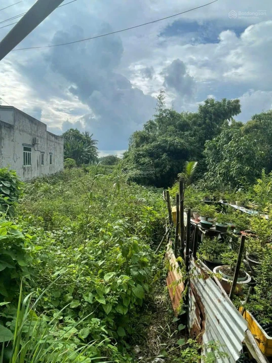 Nhanh tay sở hữu mảnh đất đẹp tại phường Mỹ Thới, An Giang (Thành phố Long Xuyên, An Giang cũ)